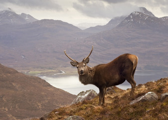 Scottish highlands, wild stag