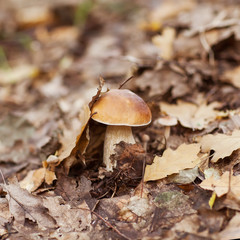 Mushroom under fallen leaves.