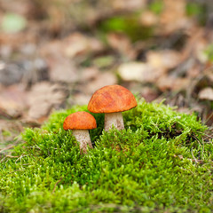 orange-cap boletus