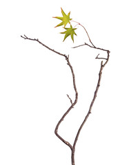 Fototapeta premium Branch with leaf