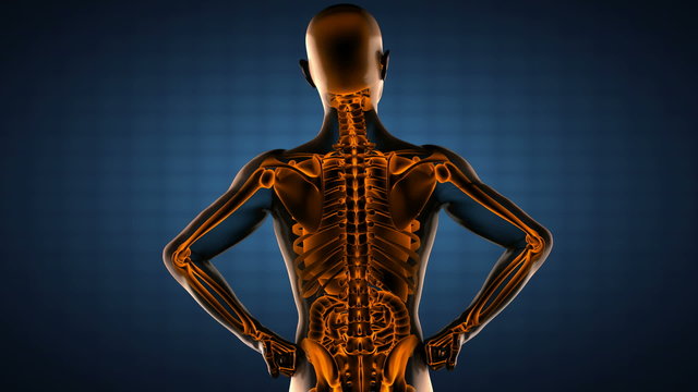 human entrails radiography scan