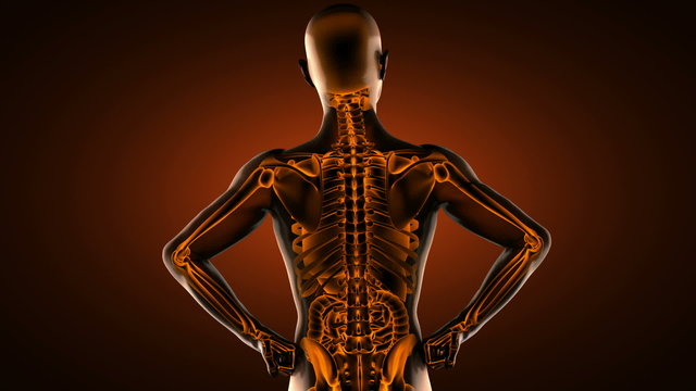 human entrails radiography scan