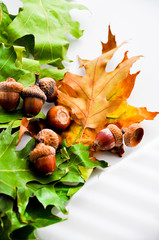 acorn and oak leafs carpet