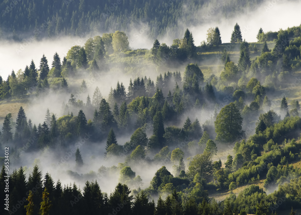 Poster forest with clouds and fog