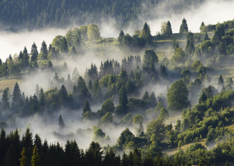 forest with clouds and fog