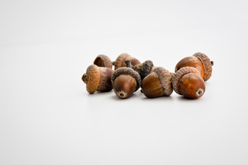 oak acorns on white background