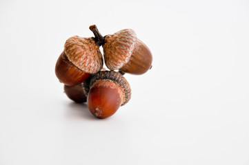 acorns isolated on white background