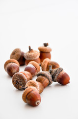 acorns isolated on white background