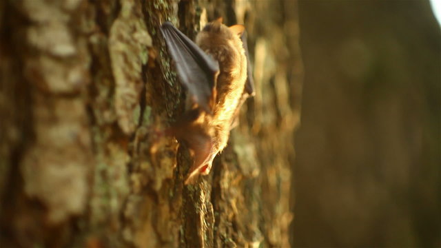 bat crawling on a tree