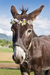 Portrait d'un âne avec couronne de fleurs