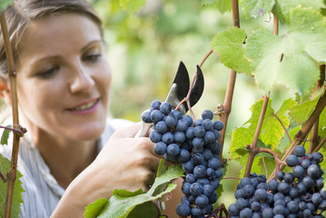 Woman picking grapes with shear
