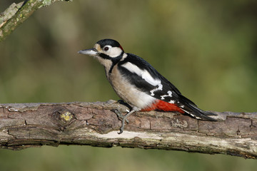 Great spotted woodpecker, Dendrocopos major