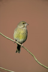 Greenfinch, Carduelis chloris