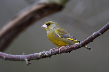 Greenfinch, Carduelis chloris