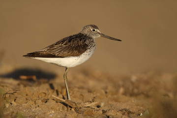 Greenshank, Tringa nebularia