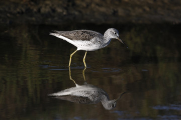 Greenshank, Tringa nebularia