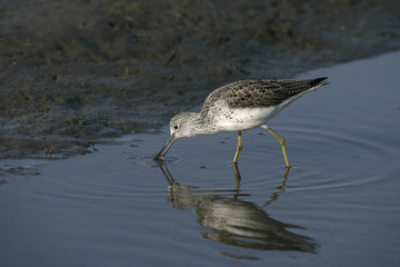 Greenshank, Tringa nebularia