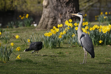 Grey heron, Ardea cinerea,
