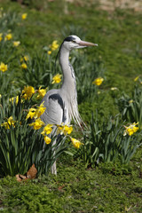 Grey heron, Ardea cinerea,