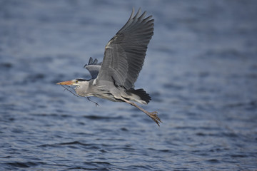 Grey heron, Ardea cinerea,