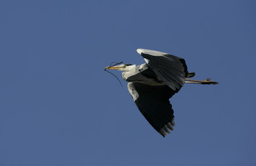 Grey heron, Ardea cinerea,