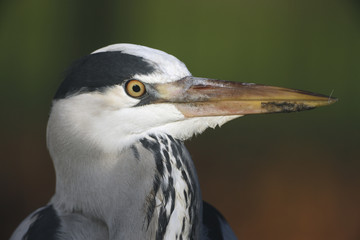 Grey heron, Ardea cinerea,