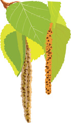vector image of a green tree leaves