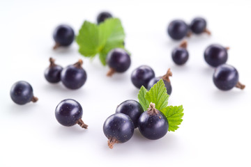 Black currant on white background