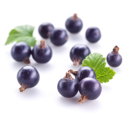 Black currant on white background
