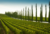 Viale di cipressi con vigneto