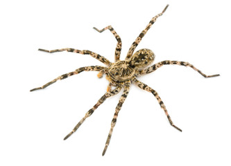 tarantulas spider