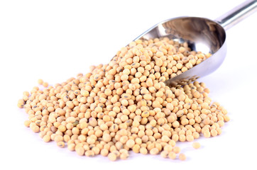 Soybean on aluminum spoon