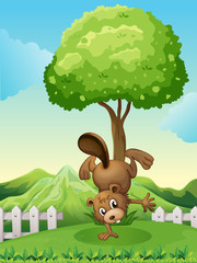 Obraz na płótnie Canvas A beaver doing a handstand at the hilltop