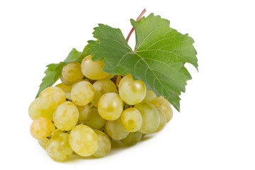 Green grapes fresh from the vine