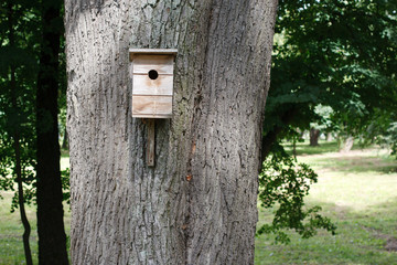 birdhouse hanging on the big tree