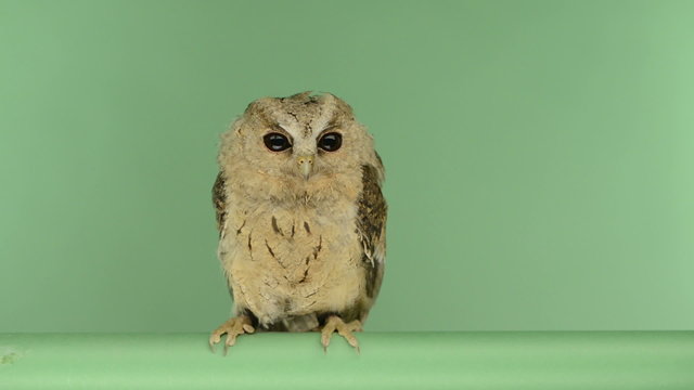 Indian scops owl perched and looking around, green key