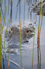 Alligator in Key Largo