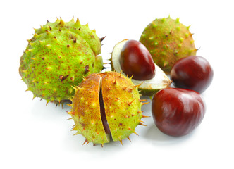 Chestnuts with crust on a white background