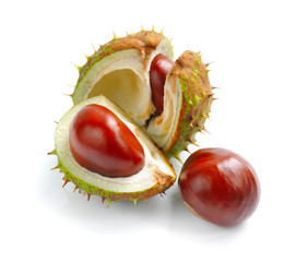 Chestnut with crust on a white background © nmelnychuk