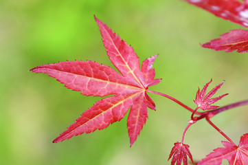 Fototapeta premium Red Maple Leaves