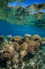 Fototapeta na wymiar 珊瑚礁のお花畑