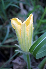 pumpkin flower