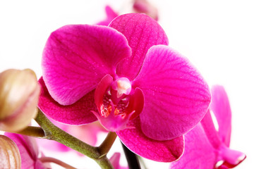 orchid on white