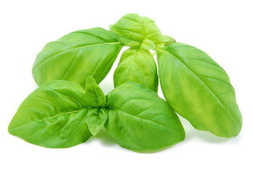 Foglie di basilico su sfondo bianco