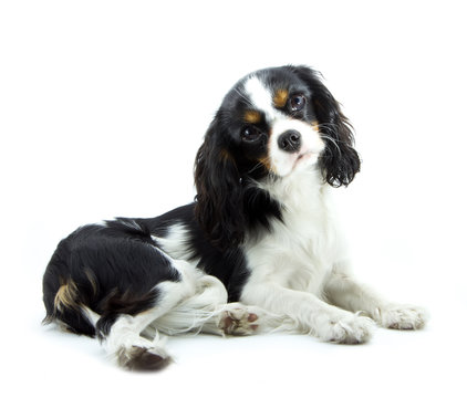 cavalier
