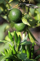 chili and orange in the garden