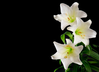Obraz na płótnie Canvas biała lilia bukiet kwiatów na czarnym tle