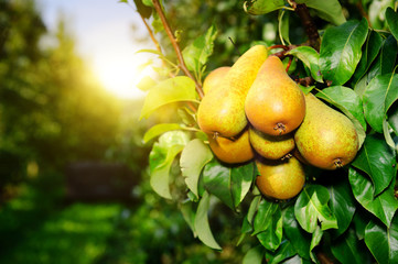 Fresh organic pears on tree branch - 56545014