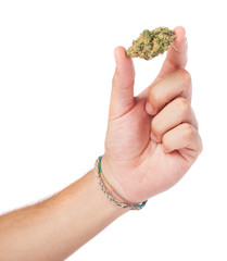 Naklejka na ściany i meble hand holding marijuana isolated on a white background