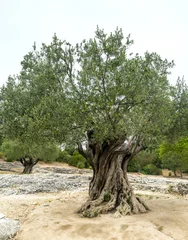 Tuinposter Olijfboom Pont du Gard: oude olijfbomen